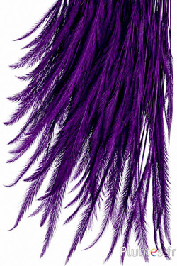 Struisvogel  baardjes - 8-15 cm - paars